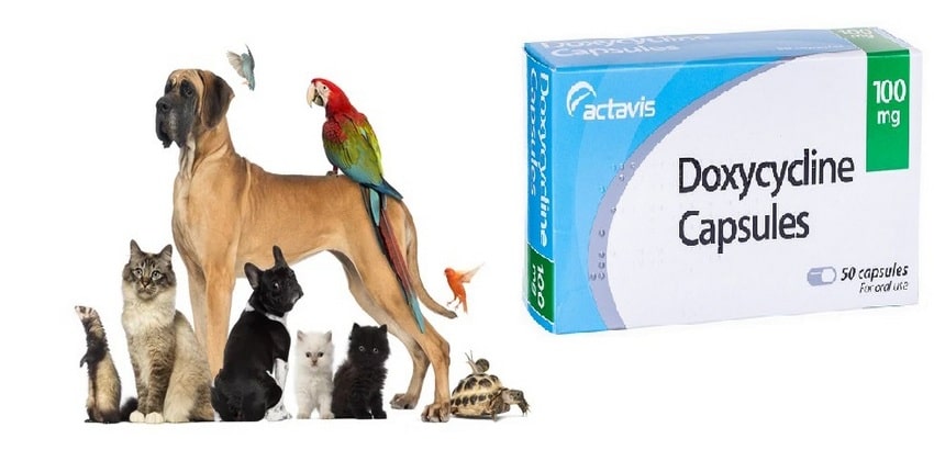 Doxiciclina-in-veterinaria